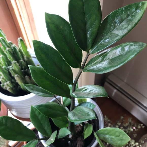 Profile Picture of Sheralee Mgrdichian (@markandshera) on Poshmark