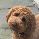 Profile Picture of Amber Murray (@amberdeemurray08) on Instagram