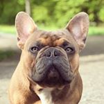 Profile Picture of My Dogs . My Photos (@kolbieandkeeva) on Instagram