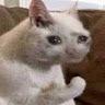 Profile Picture of Robert Spitzer (@robertspitzer) on Tiktok
