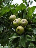 Pyrus nivalis - Wikipedia Profile Picture of Pyrus nivalison Wikipedia