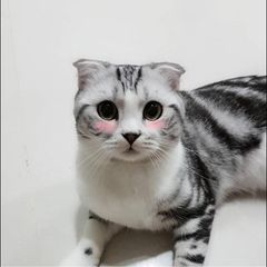 Profile Picture of Jian Bo Liao (@jianboliao) on Tiktok