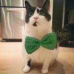 Profile Picture of Frank (@this_is_frank) on Instagram