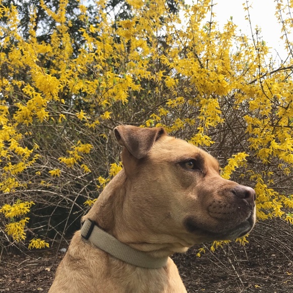 Profile Picture of Lisa Limbu (@lalarila) on Poshmark