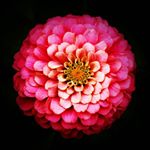 Profile Picture of Nancy Bower Sadowski (@pinkycat128) on Instagram