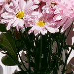 Profile Picture of Pauline Joy (@Pauline Joy) on Flickr