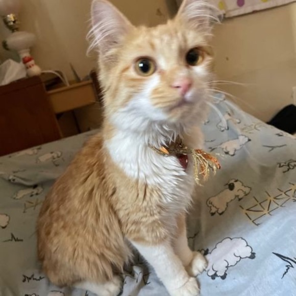 Profile Picture of Alora Plude (@aloraplude06) on Poshmark