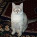 Profile Picture of Debra Staggs (@daldebg1us) on Pinterest