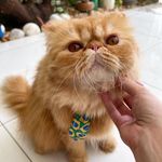 Profile Picture of Dominic e Melissa (@persadominic) on Instagram