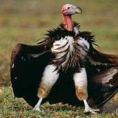 Profile Picture of Wilfredo Diaz (@Wilfred60498560) on Twitter