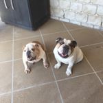 Profile Picture of Stella Higgins (@http.stella_the_bulldog) on Instagram