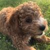 Profile Picture of Jerry Williamson (@@jaspermycavapoo) on Tiktok