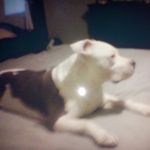 Profile Picture of Sabrina Mullins (@stbernard1962) on Instagram