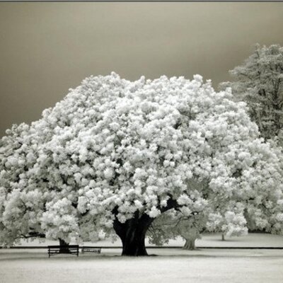 Profile Picture of Margaret Dick (@grnrhet) on Twitter