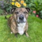 Profile Picture of Dexter (@dexthestaffcross) on Instagram