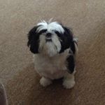 Profile Picture of Sharon (@sharonunruh) on Instagram