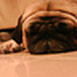 Profile Picture of Chloe Tang (@chloe tang) on Flickr