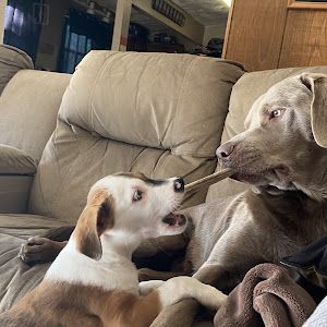 Profile Picture of Aaron Shallenberger (@aaron.shallenberg) on Tiktok