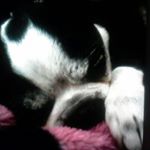 Profile Picture of Tara Ramirez (@plumvamp90) on Instagram