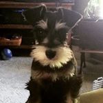 Profile Picture of Dante Carlos (@dante_miniatureschnauzer) on Instagram