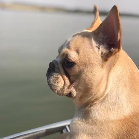 Profile Picture of Todd Anders (@@todd_the_dog8) on Tiktok