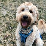 Oliver Maxwell - Instagram Profile Picture of Oliver Maxwell (@ollie_pup_the_mini_doodle) on Instagram