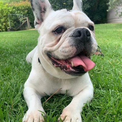 Profile Picture of Steve Natale (@SteveNatale1) on Twitter