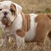 Profile Picture of Johnson's EnglishBulldogs (@tjteacher) on Pinterest