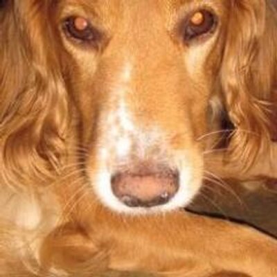 Profile Picture of Nancy Huari (@Nancyhuari) on Twitter