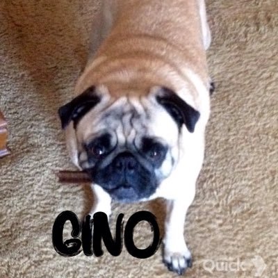 Profile Picture of James Gallucci (@jegallucci) on Twitter