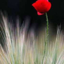 Profile Picture of Clement Kwan (@ClementKwan8) on Twitter