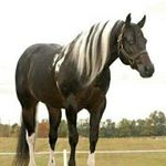 Profile Picture of alejandro olague (@alex_olague99) on Instagram