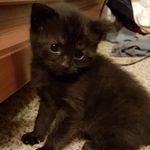 Profile Picture of Arya Noel Wolcott (@aryathebobtail) on Instagram