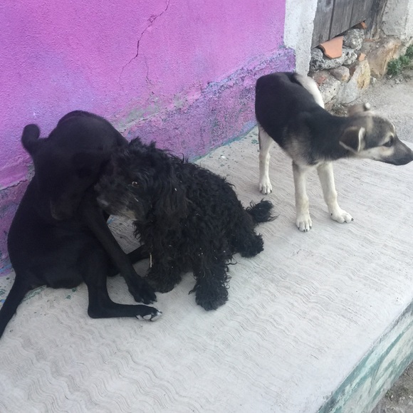 Profile Picture of Daniella Silva (@silva_daniella) on Poshmark