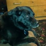 Profile Picture of David Phares (@carpetdog18) on Instagram