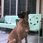 Profile Picture of Hazel Adams (@furry_and_fierce) on Instagram