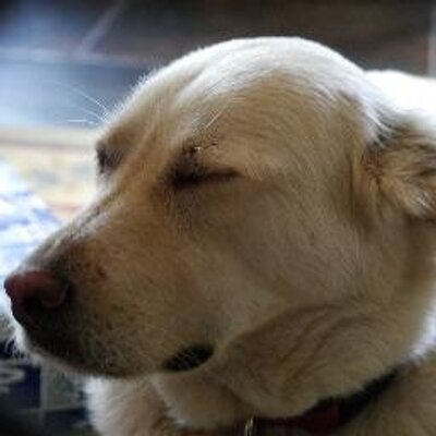 Profile Picture of Dave Gianini (@davezzzilla) on Twitter