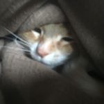 Profile Picture of Logan Morrison (@logan.morrison99) on Instagram