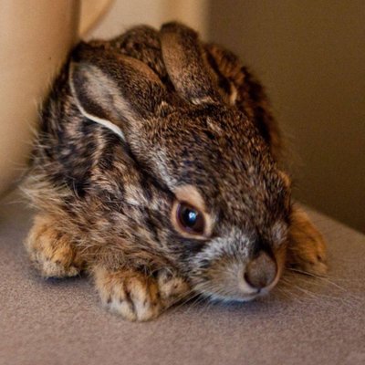 Profile Picture of RabbitSnore (@RabbitSnore) on Twitter