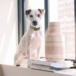 Profile Picture of Frankie (the Jack Russell) (@frankie_the_jackrussell) on Instagram