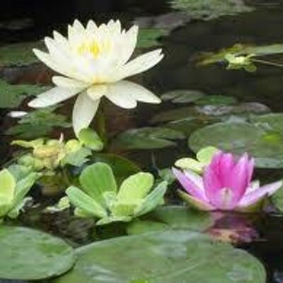 Profile Picture of Joe's Garden Supply (@@JoesGarden) on Twitter