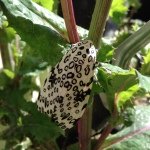 Profile Picture of 🙌Josh Breckenridge🙌 (@xjoshx2014) on Instagram