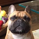 Profile Picture of Troy O. (@gastonthefrenchbulldog) on Instagram