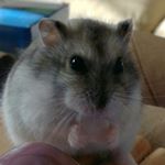 Profile Picture of David Desrochers (@legeneraldvd) on Instagram