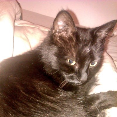 Profile Picture of Leny Bar  🇫🇷 🏆⭐️ ⭐️ (@J0han_Liebert) on Twitter