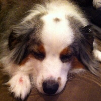 Profile Picture of Lisa Scher (@ScherLisa) on Twitter