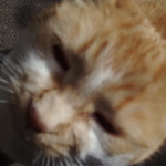 Profile Picture of Melanie Wrobel (@mhcm.wrobel) on Flickr