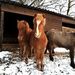 Profile Picture of Ann Hackler (@ach860391) on Pinterest