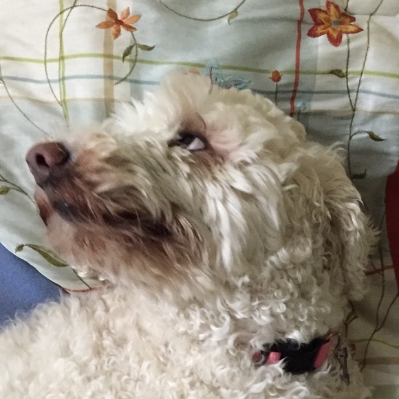 Profile Picture of Griffin Weyler (@griffinweyler) on Poshmark