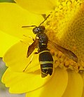Profile Picture of Odynerus spinipeson Wikipedia